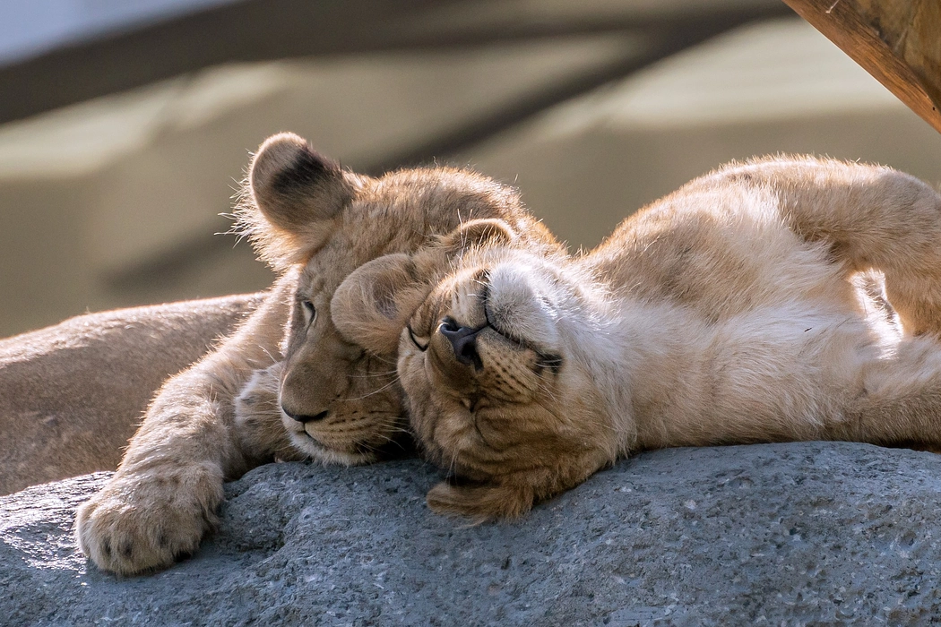 Lincoln Park Zoo image